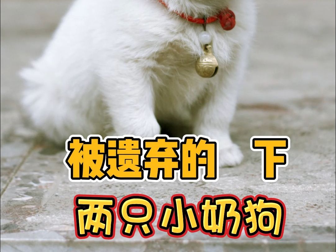 被遗弃的两只小奶狗