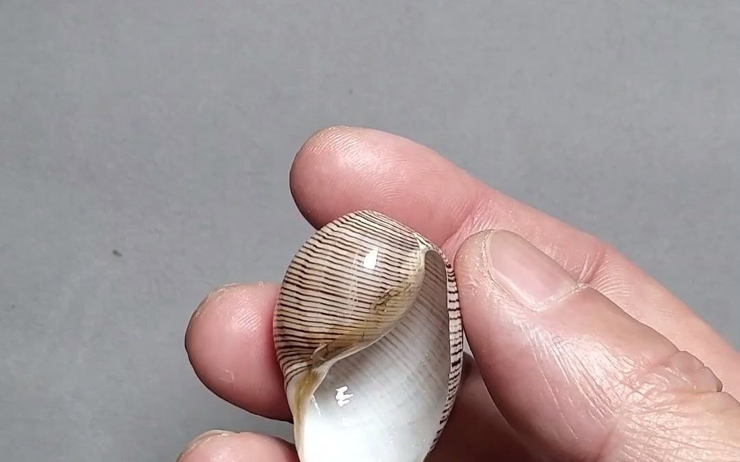 酥油泡螺制作方法图片