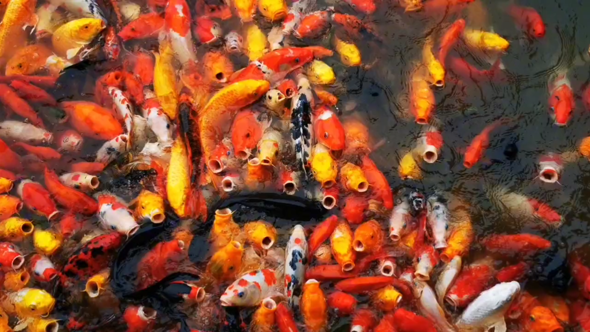 [图]好运锦鲤！祝您好运连连，新年万事顺意，考试过，涨工资，发大财，职位升，大吉利。