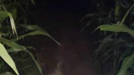 夜晚玉米地