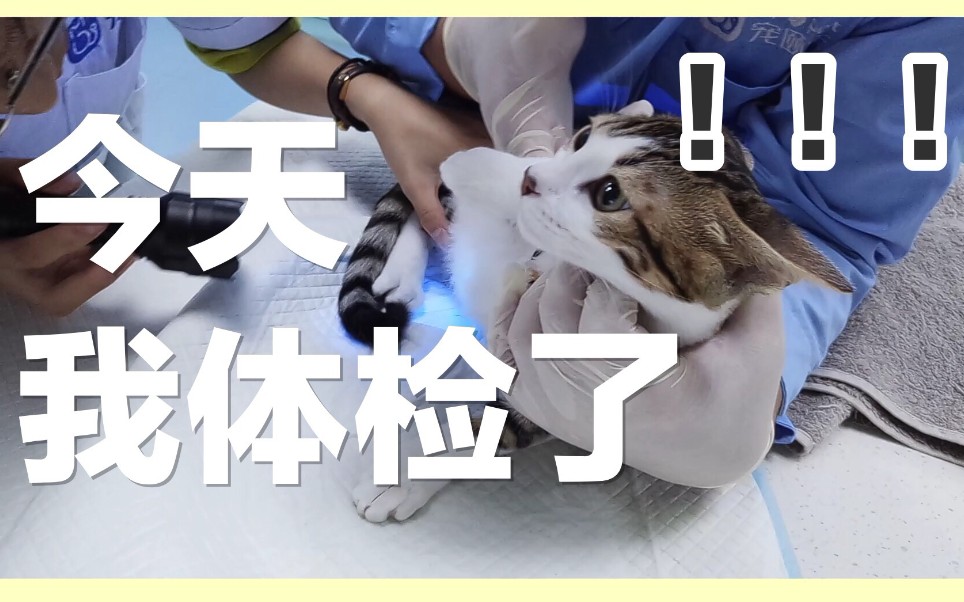 【vlog骆】今天暴雨天抗猫体检哔哩哔哩bilibili