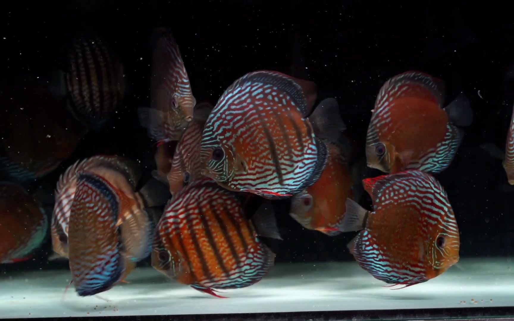 观赏鱼 野生七彩神仙鱼