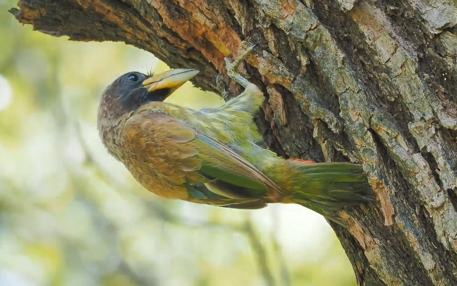 大拟啄木鸟打树洞实拍