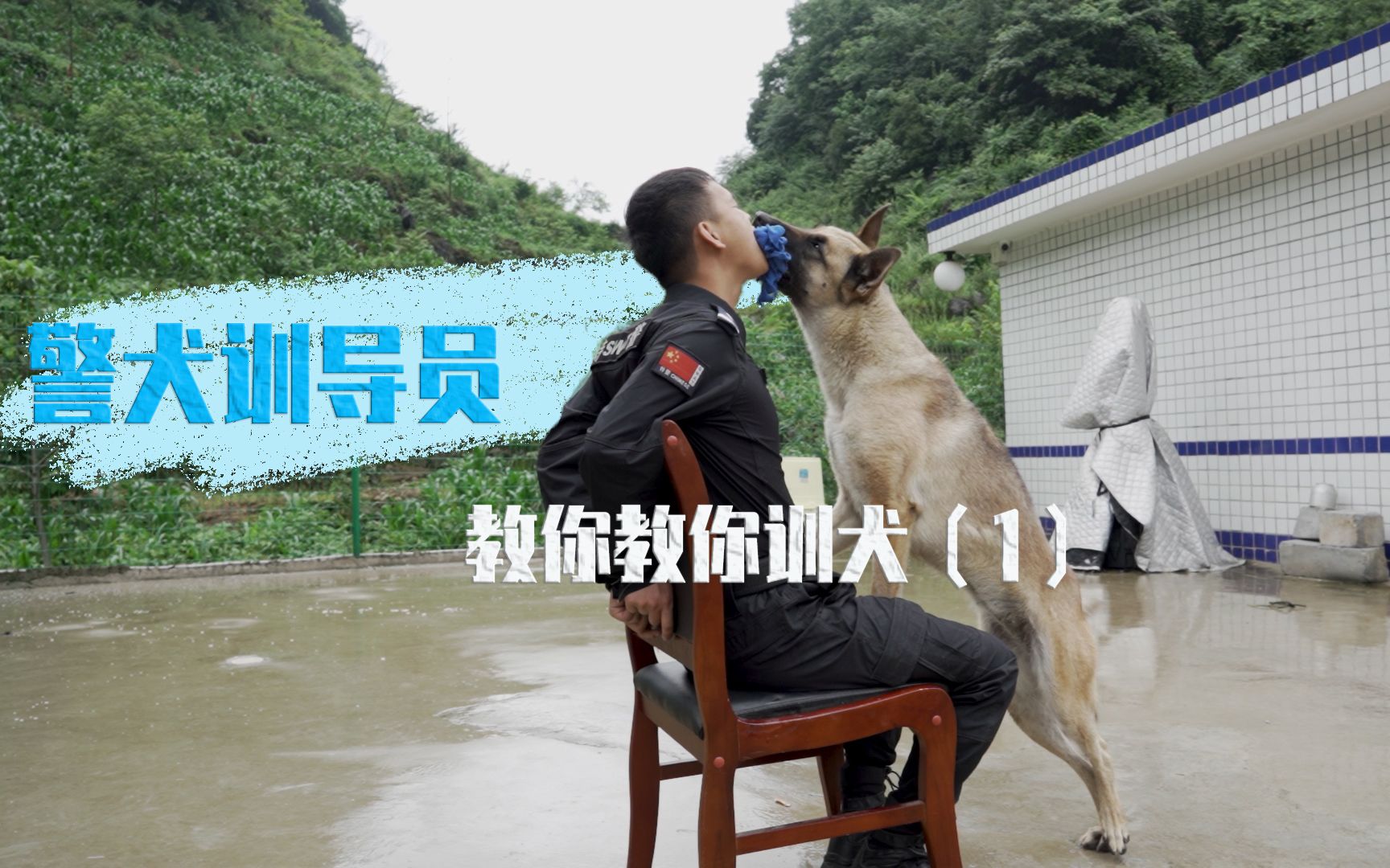 警犬训导员手痒了,帮训同事家的金毛(一)哔哩哔哩bilibili