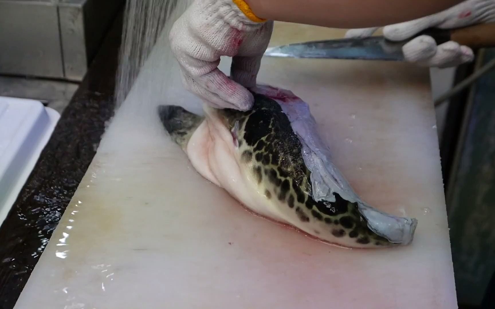 日本街头小吃 - 活河豚河豚日本河豚