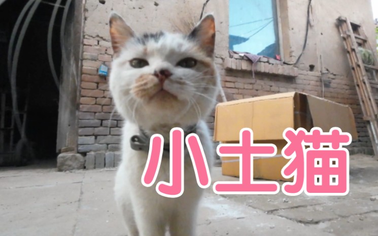 [图]猫咪摄像师拍摄 第一视角感受生活在乡村的小土猫日常 无忧无虑的 我都想做只猫了！