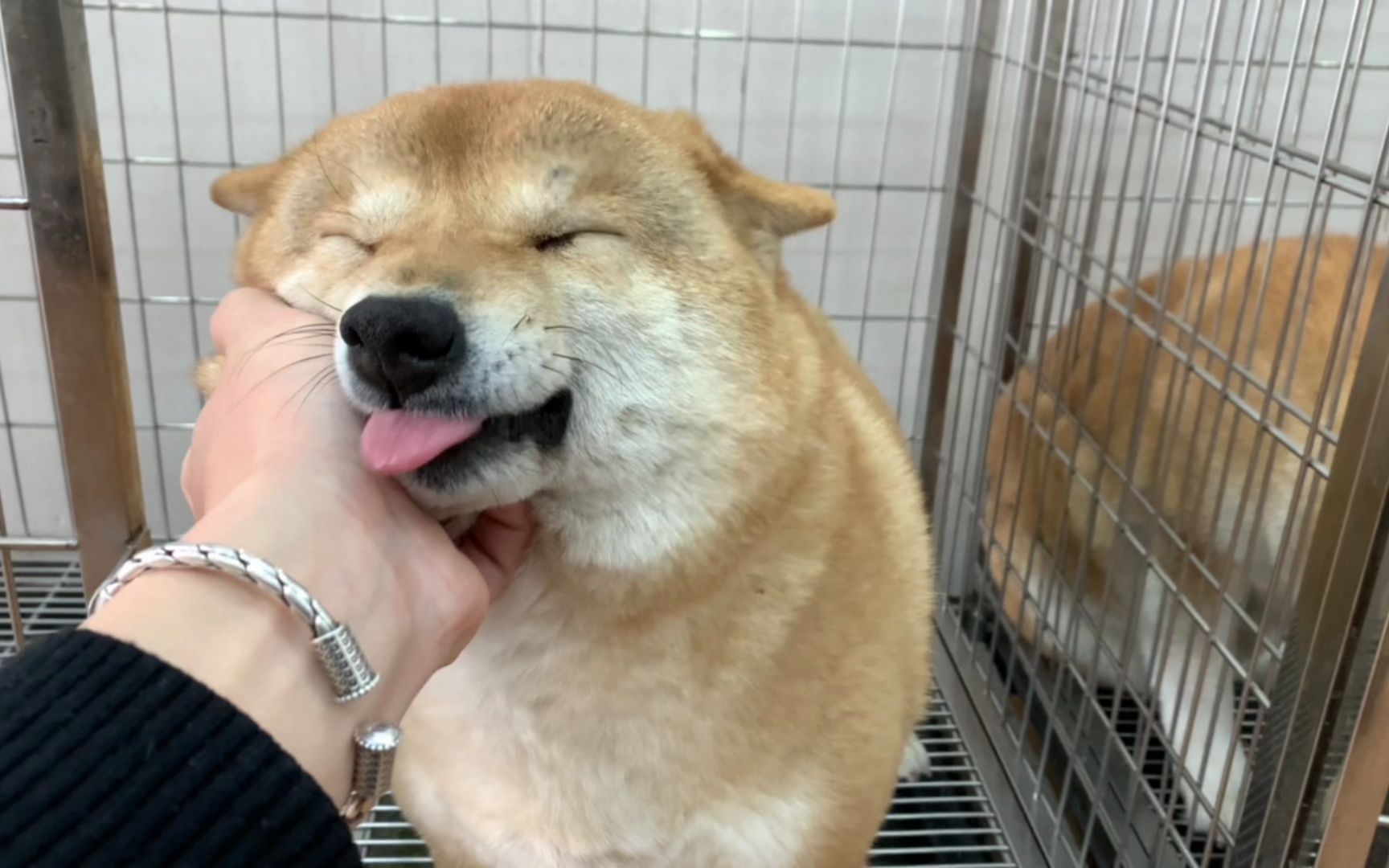 怀孕40天的柴犬,刚要捏脸开心的露出飞机耳,还吐舌头卖萌!