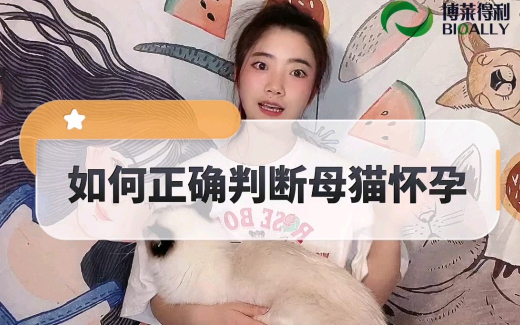 如何正确判断母猫怀孕哔哩哔哩bilibili