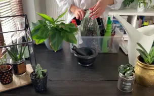 下载视频: [ASMR] 植物移栽