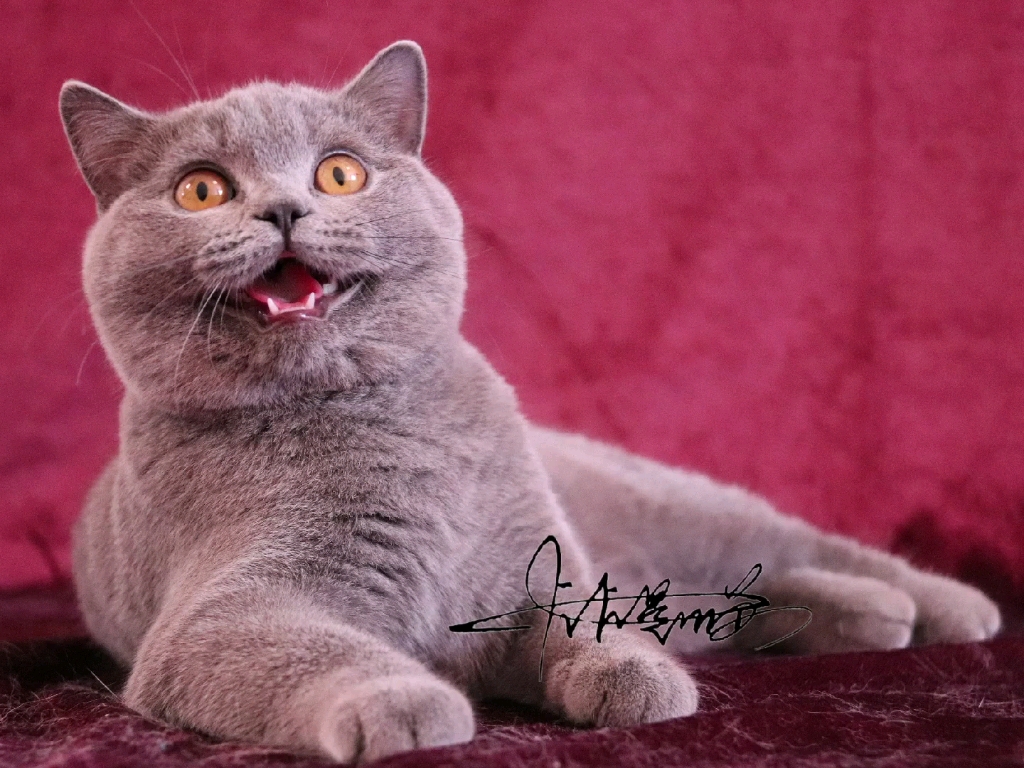 赛级英短蓝猫妹妹就是漂亮