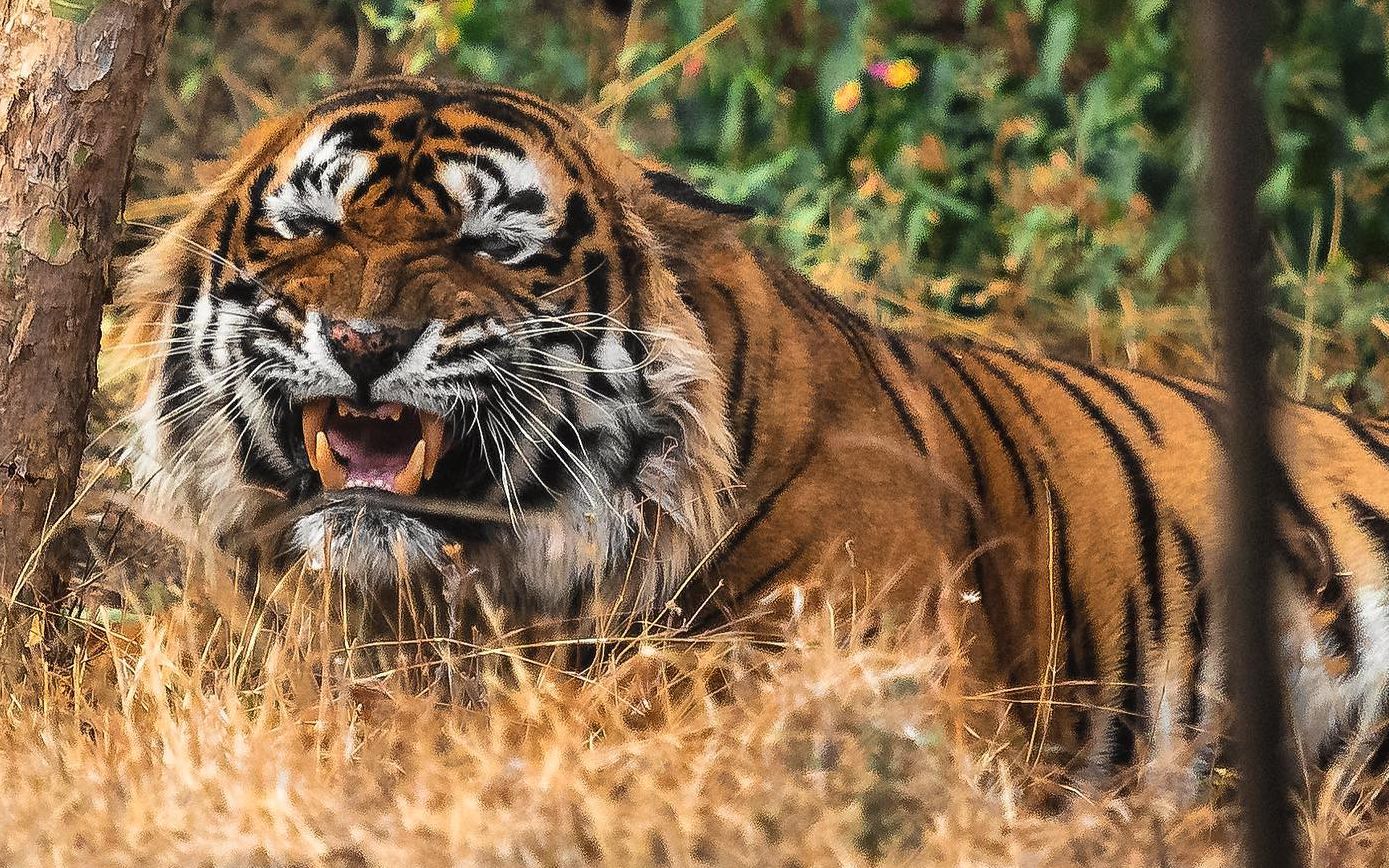 【原创 自制】伦腾博尔前虎王t24乌斯塔德纪念 最终
