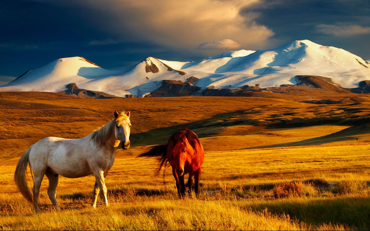 看中国达日玛与马头琴dharmasmorinkhuur