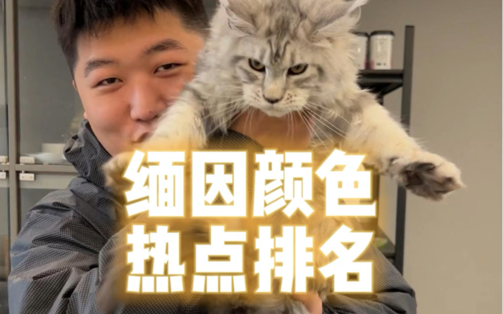 缅因猫大盘点,有没有你喜欢的缅因猫呢!!!哔哩哔哩bilibili