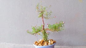 将最常见的太阳花 编织成创意盆栽 网友 活不成自己想要的样子 哔哩哔哩 つロ干杯 Bilibili