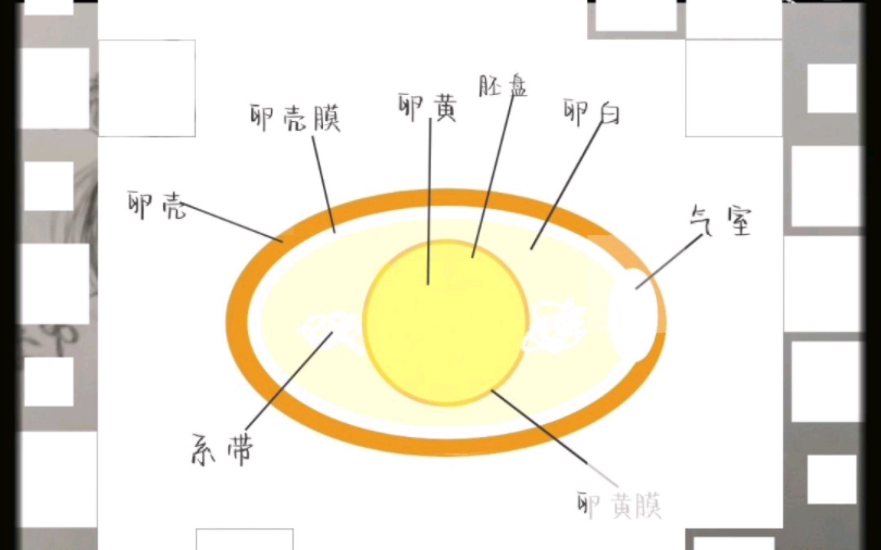 孩子们的生物图~鸡卵的结构(人教版初中生物八年级下册 鸟的生殖和发育)哔哩哔哩bilibili