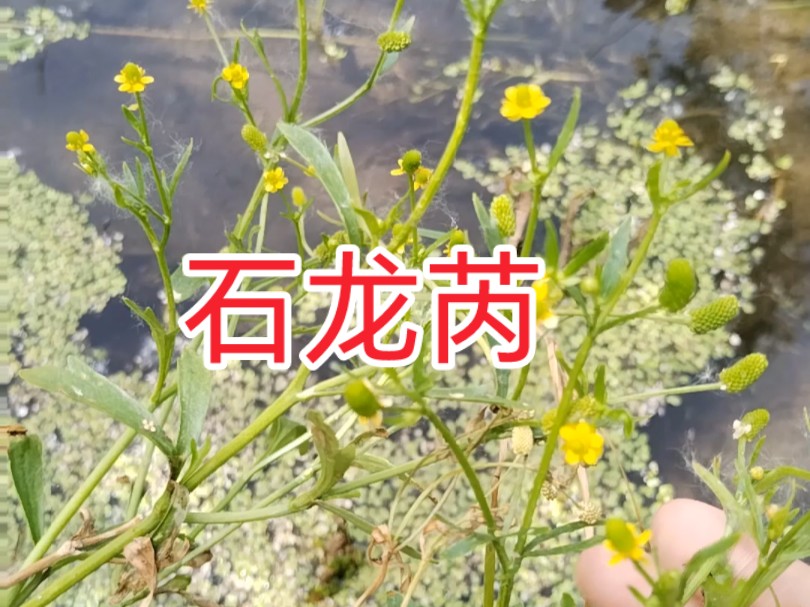 石龙芮是毛茛科植物.别名地葚、水堇等.多数生长在靠近水下潮湿的地方,茎圆有分支,一枝三叶,有三尖,叶有很多小缺口 .开小黄花,结的果实如刚长...