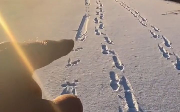 [图]网友在雪地里发现神秘生物的脚印，结果没想到是它。