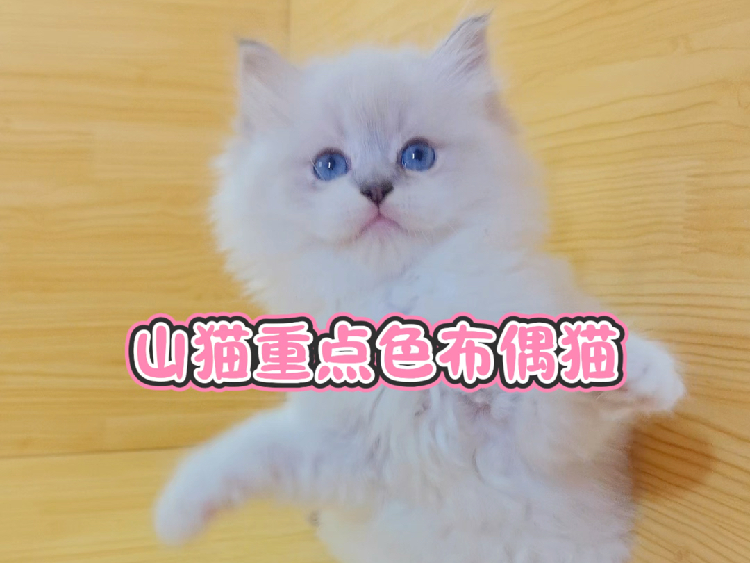 山猫重点色布偶猫哔哩哔哩bilibili