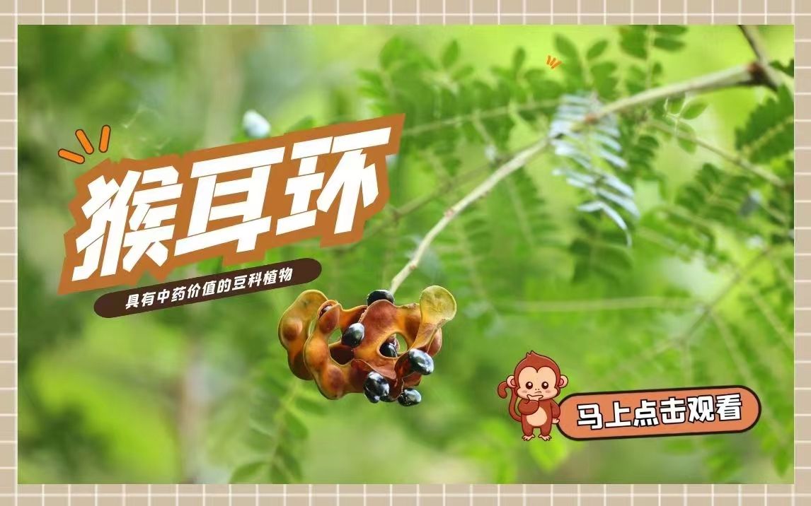 植物篇:猴耳环 | 海南热带雨林国家公园科普视频系列哔哩哔哩bilibili