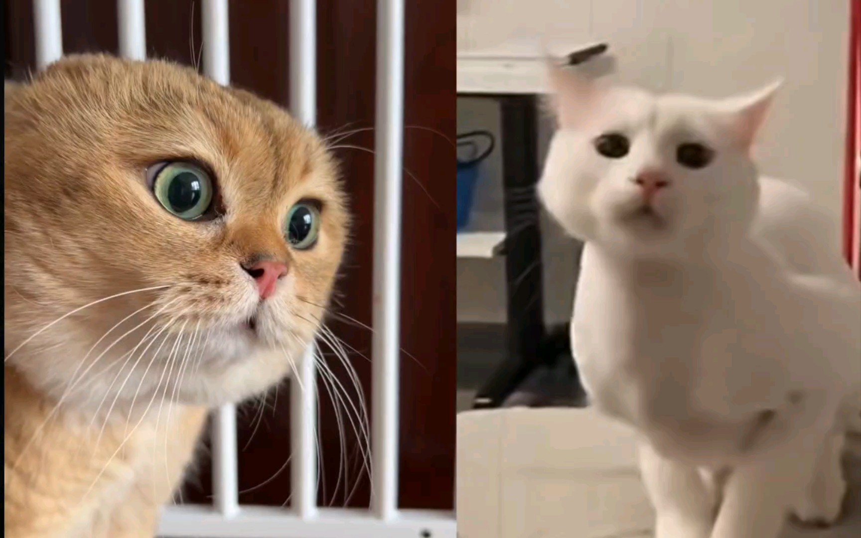 两只猫对话,刚满十八岁猫!