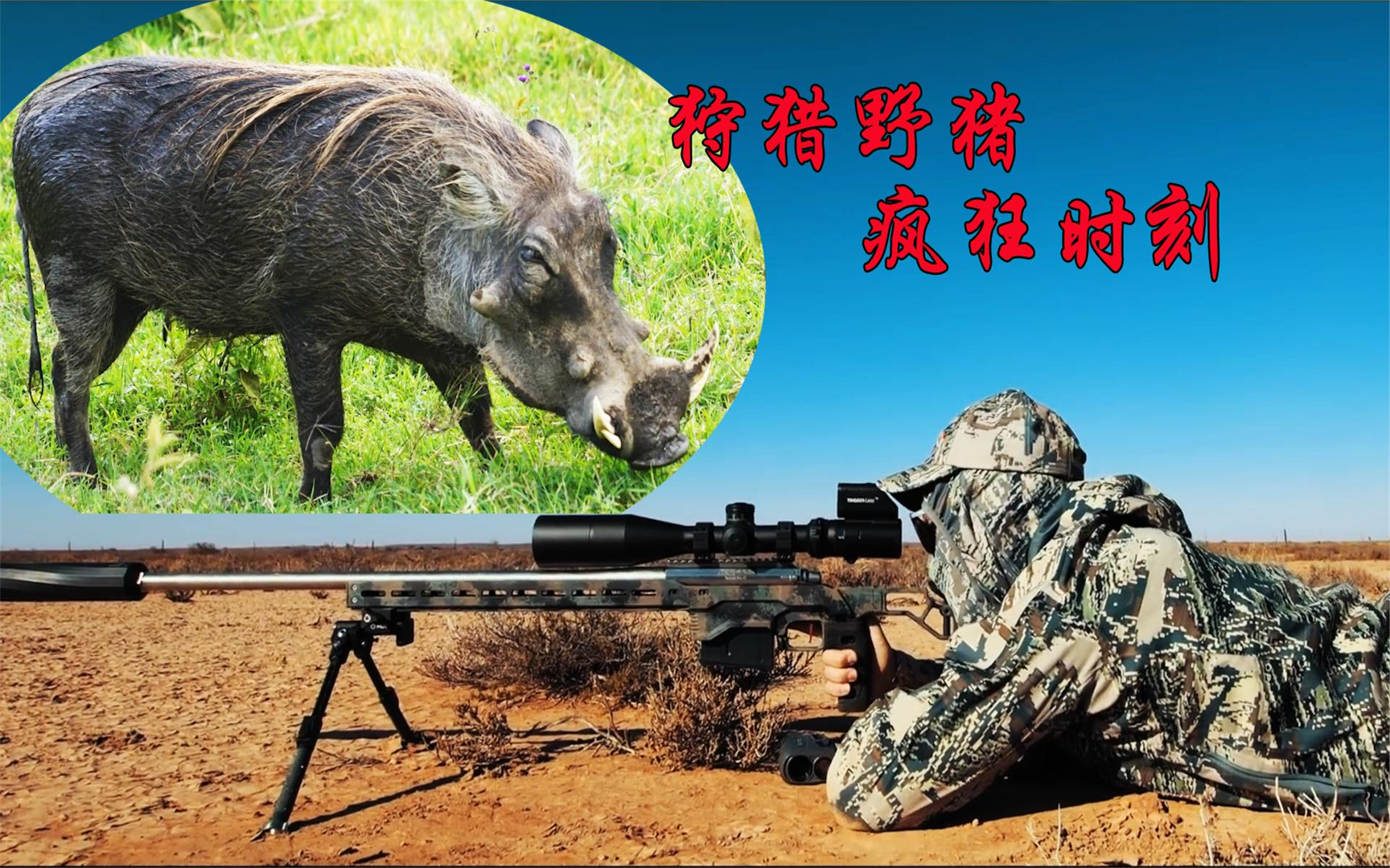 狩猎野猪疯狂时刻,猎人就是这么豪横,一枪崩掉半个猪头