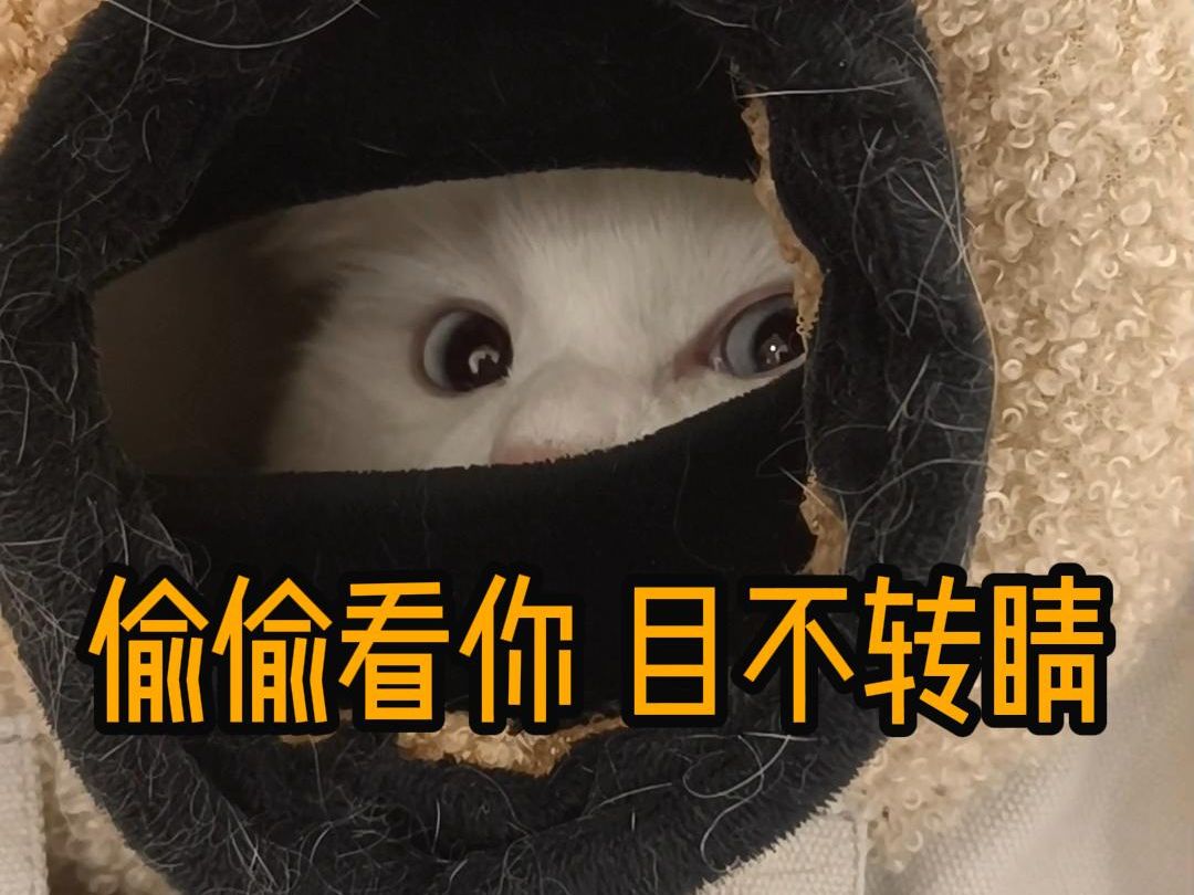 [图]【纯白狮子猫】猫：你不看我怎么知道我看你？