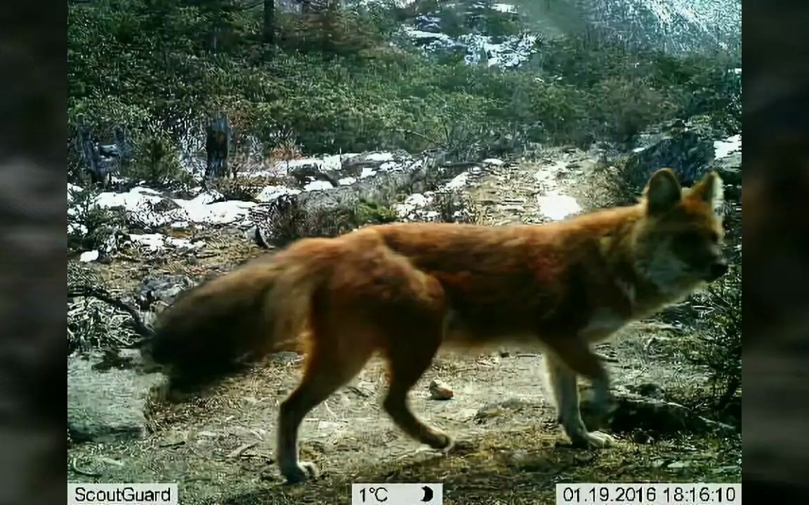 云南临沧永德大雪山国家级自然保护区32年来首次拍摄到野生狼和豺哔哩哔哩bilibili