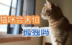 Download Video: 猫咪会害怕孤独吗