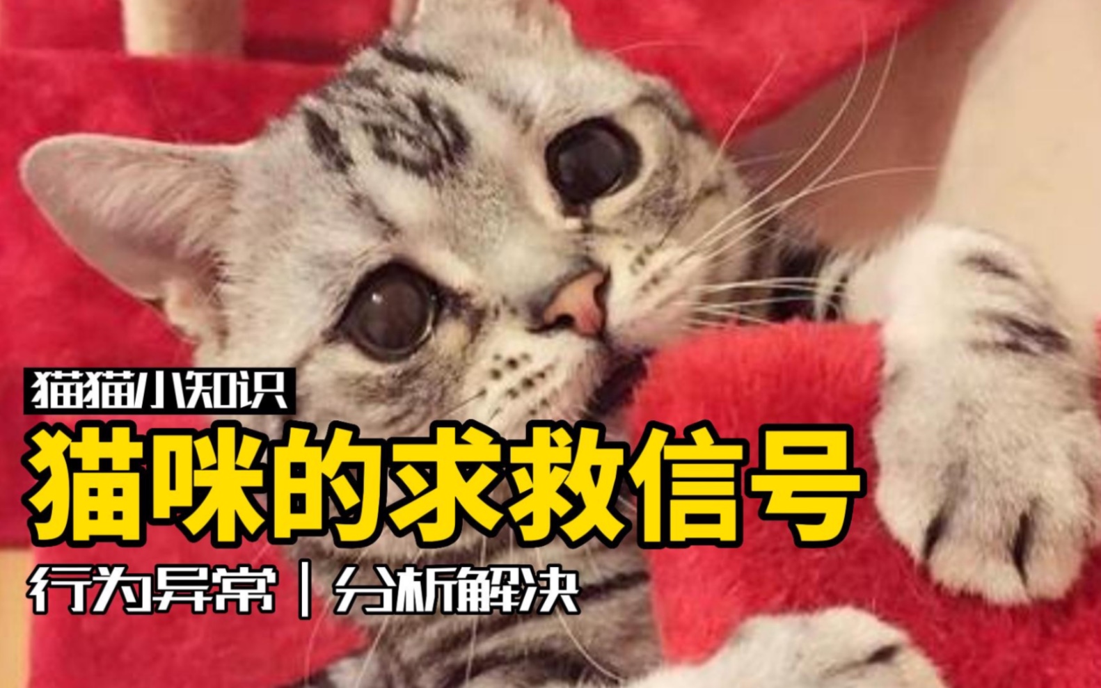 乱尿?捣乱?猫咪这五种行为可能是在向你求救!哔哩哔哩bilibili