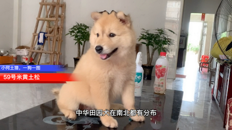 广西土松犬哔哩哔哩bilibili