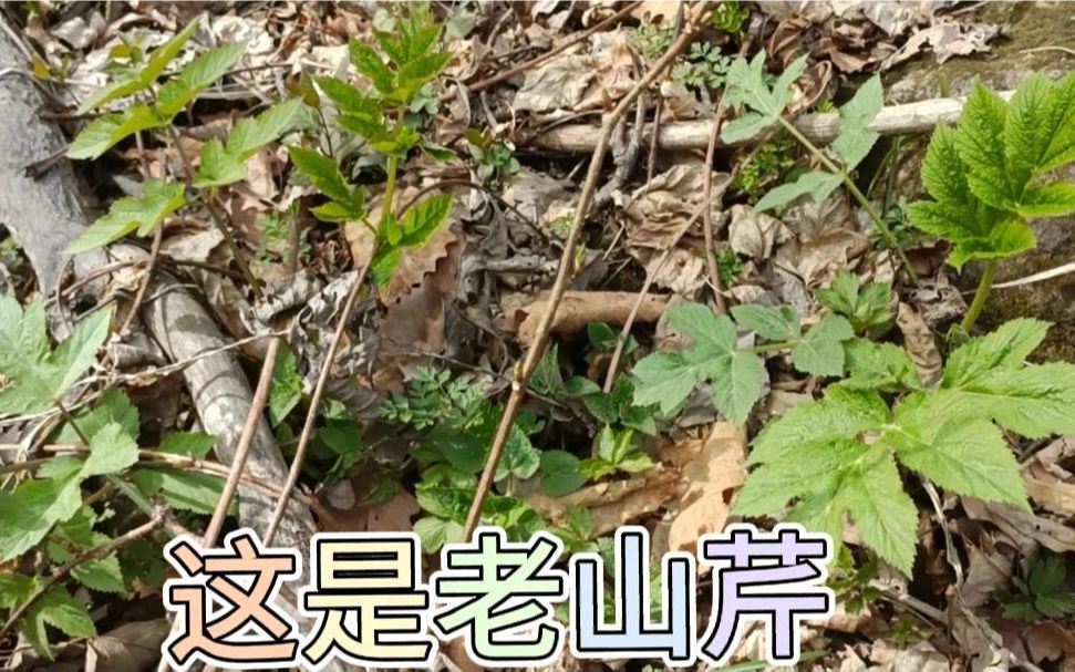 小陈找到了新窝子,大叶芹的叶子都放开了,老山芹也长的挺大哔哩哔哩bilibili