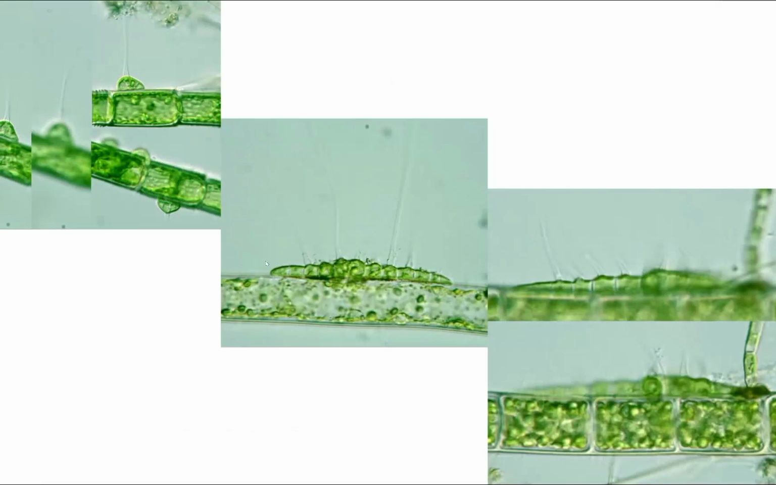 水生生物学科普丨第十七节丨冬鱼老师哔哩哔哩bilibili