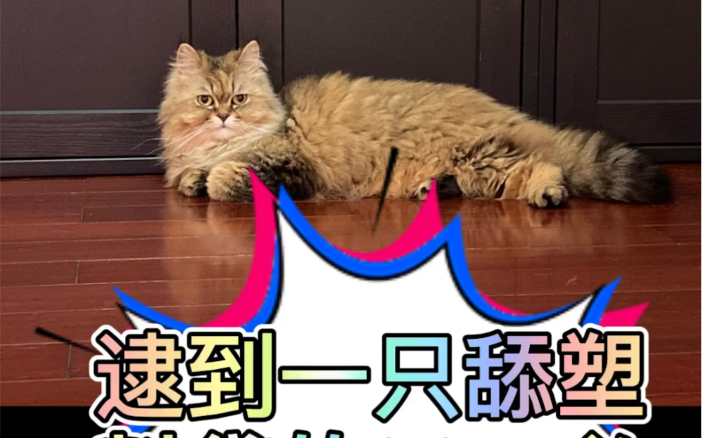 猫咪吃塑料袋怎么办哔哩哔哩bilibili