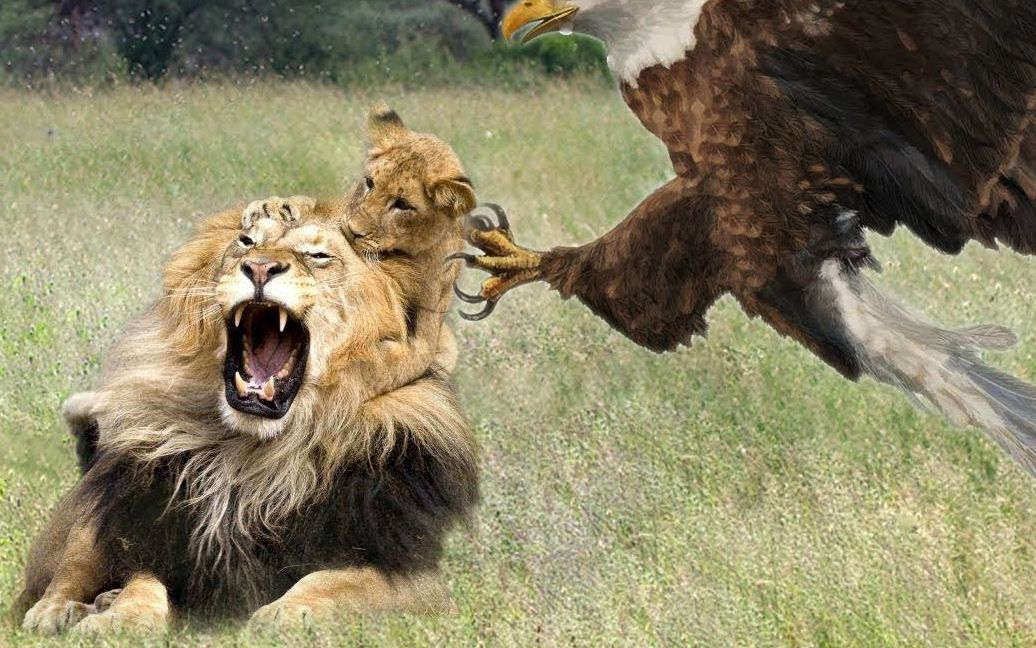 动物世界老鹰与狮子战斗结束到底谁更胜一筹