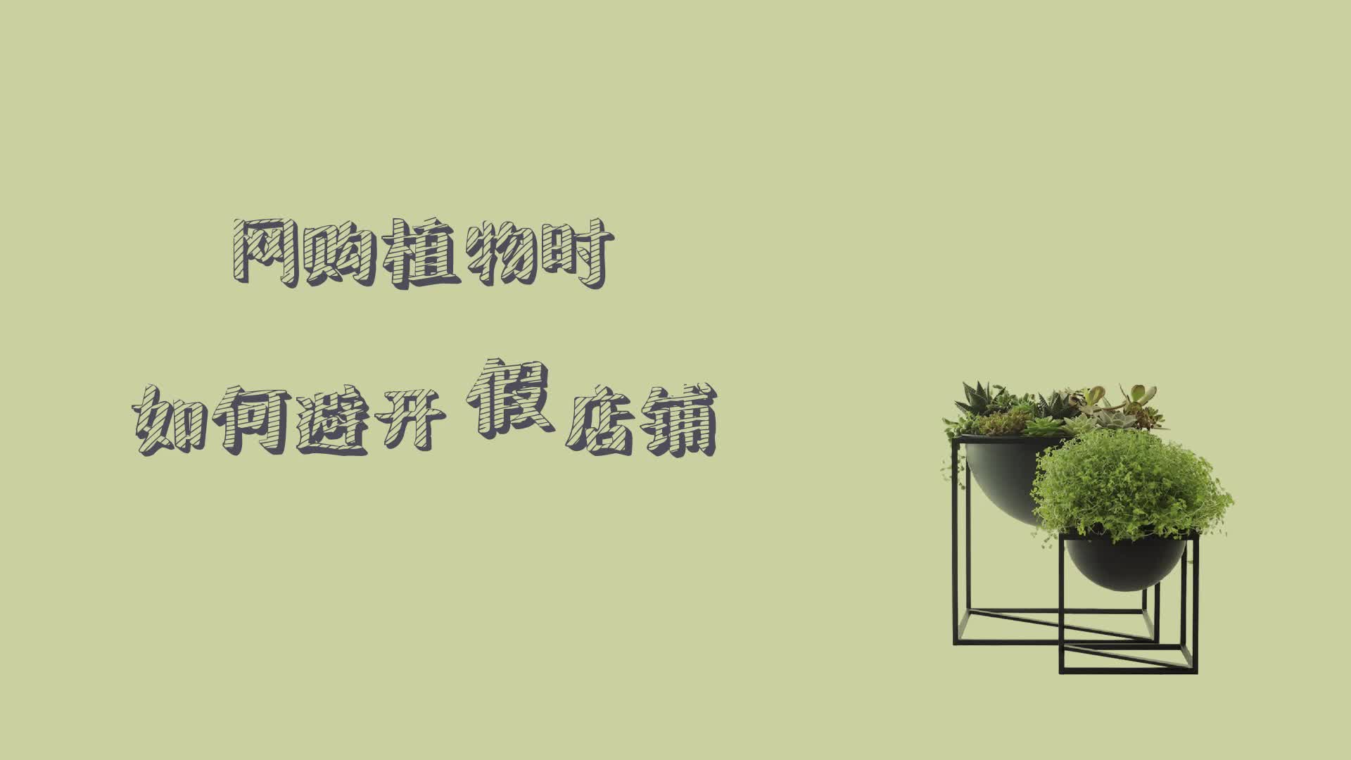 网购植物如何避开假店铺?!哔哩哔哩bilibili