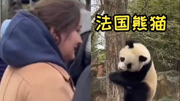 感谢法国饲养员们把我们的熊猫养得这么活泼可爱!