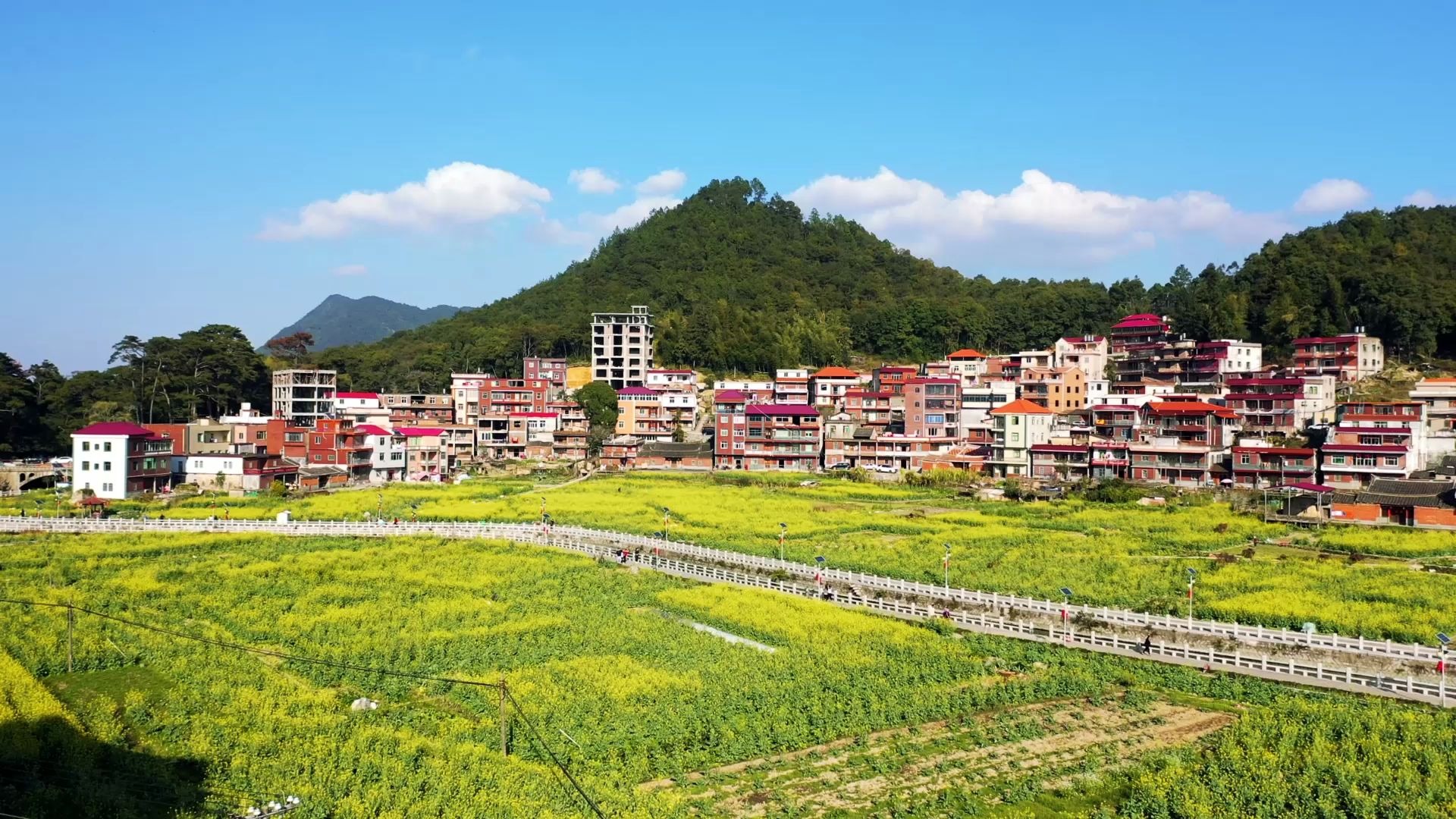 [图]藏匿在泉州深山里的油菜花，这么大一片真的太壮观了.