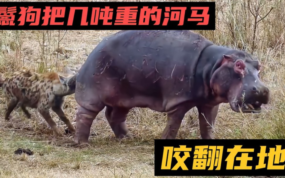鬣狗撕咬河马的脆弱部位,可河马居然一动不动,让人非常疑惑!