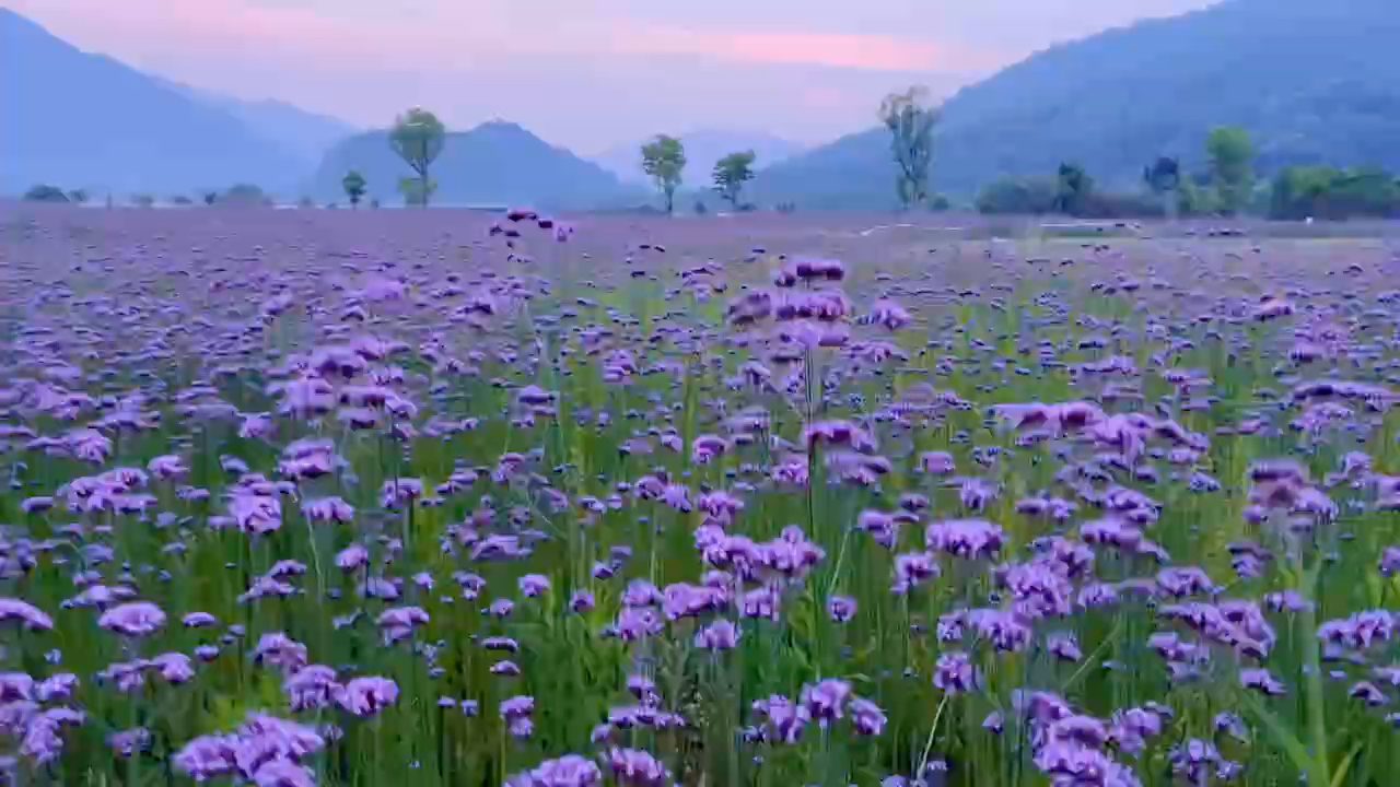 [图]铜鉴湖花海