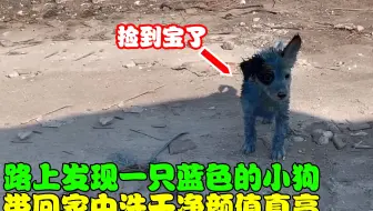 路边发现一只可怜的蓝色小狗，带回家中洗干净后，发现颜值真高！