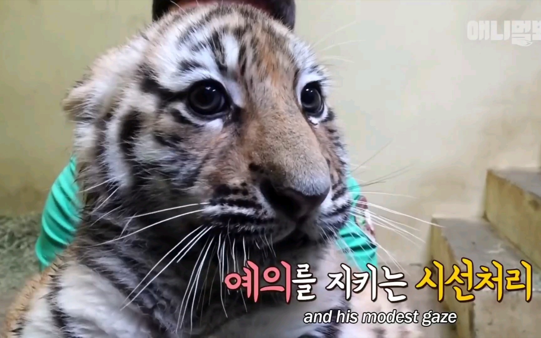 小老虎第一次打针