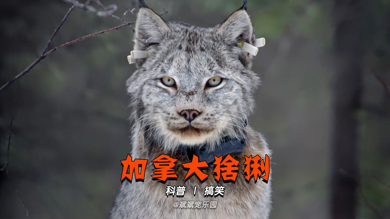 加拿大猞猁:兔兔那么可爱,怎么可以吃兔兔!