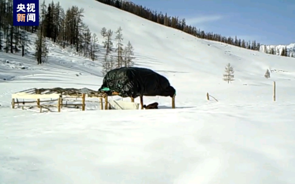 雪豹、马鹿、貂熊......多种野生动物齐聚新疆阿尔泰山哔哩哔哩bilibili