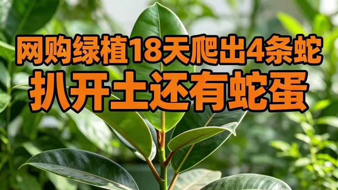 网购绿植18天爬出4条蛇🐍扒开土还有蛇蛋