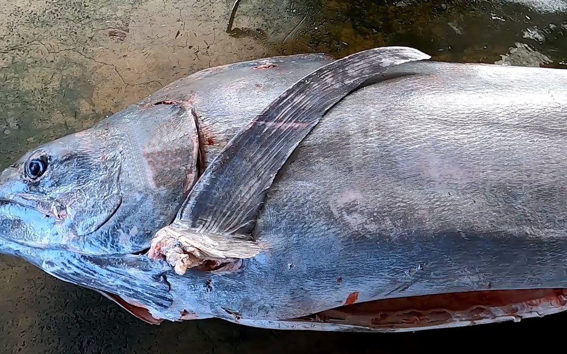 码头超过600斤巨型马林鱼现场切割,皮下鲜肉丰腴质地堪比排骨