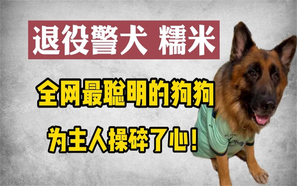 糯米:退役警犬再就業,既能當保鏢又能當保姆,成精了!