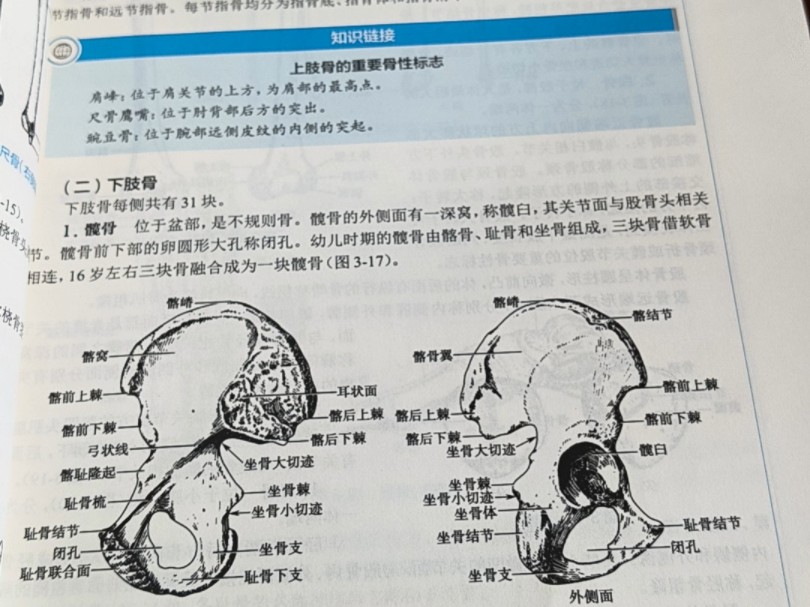 骨性标志定义图片