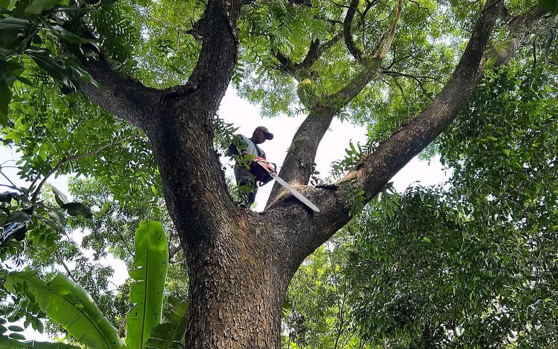 砍树片段图片