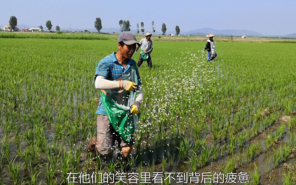 小舅子家900亩稻田怎么施肥?8个人每人一天200元?农民不容易哔哩哔哩bilibili