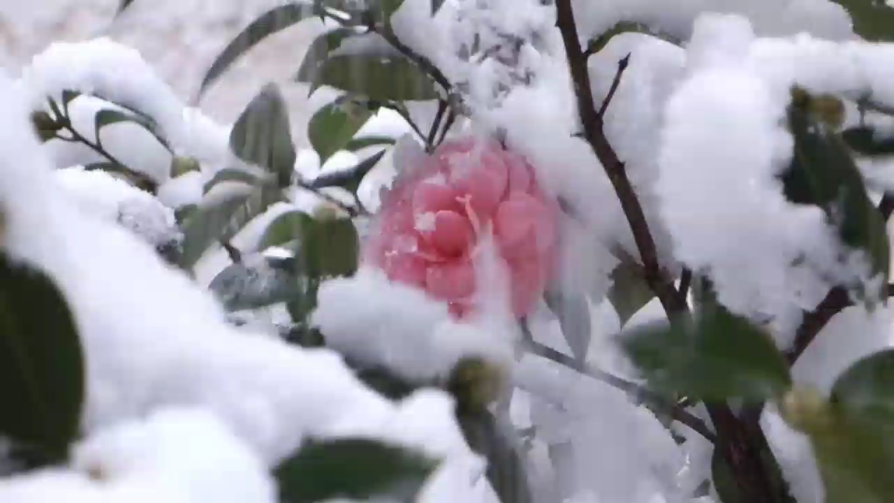 美丽的雪景哔哩哔哩bilibili